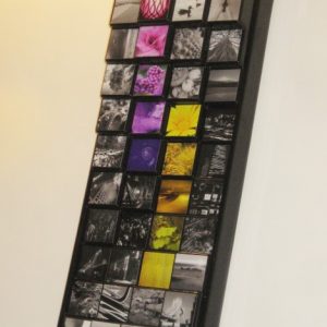 Purple Stripe/Yellow Stripe